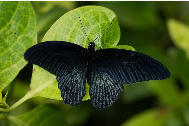 Black Butterfly Meaning: Spiritual and Symbolism