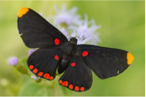 black butterfly meaning