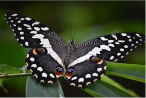 black butterfly meaning